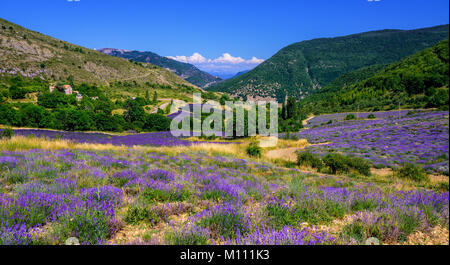 Blühende Lavendelfelder um Sault Provence, Frankreich Stockfoto