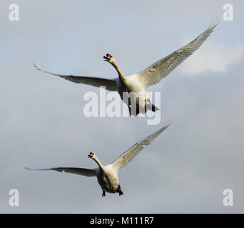 Zwei Schwäne fliegen über mir beim Spaziergang. Zwei prächtigen Schwänen. Dies ist das erste mal ich kann mich daran erinnern, Schwan fliegen können und es war ein toller Anblick. Stockfoto