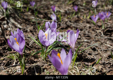 Frühling Krokusse (Crocus vernus) Blumen in der Nähe auf dem Boden Stockfoto