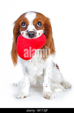 Valentines Tag Foto. Hund mit hören. Welpe mit Plüsch sof Herz. Valentinstag Spaniel. Puppy Love. Cute König Charles für jedes Konzept. Pet. Stockfoto
