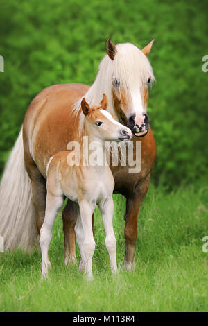 Eine süße kleine Haflinger Fohlen smooches mit seiner Mutter, Seite an Seite auf einer grünen Weide, Deutschland Stockfoto