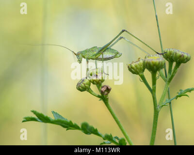 Sichel-Lager Bush-Cricket, Phaneroptera falcata Stockfoto