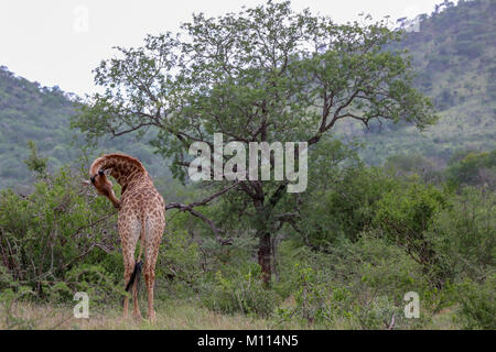 Erwachsene giraffe Neben Baum mit gebogenen Hals sein Hinterteil putzen. Stockfoto