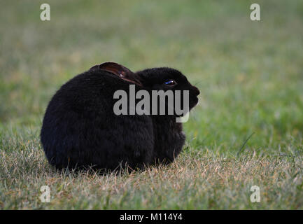 Eine melanistic Europäischen Kaninchen, Oryctolagus cuniculus, auf Gras, Lancashire, Großbritannien Stockfoto