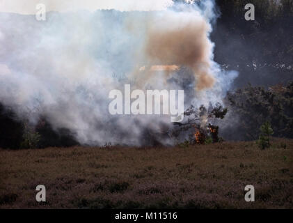 Clearing invasive Ginster scrub auf dem Moor bei Arne, Dorset, Großbritannien Stockfoto