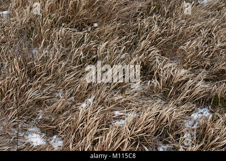 Trockene Gräser auf Schnee blur Wald Hintergrund. Stockfoto