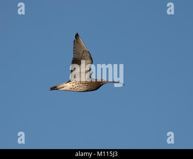 Brachvögel, Numenius arquata, Nahrungssuche in Salt Marsh, Morecambe Bay, Lancashire, Großbritannien Stockfoto