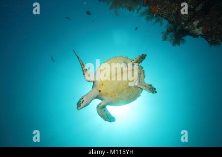 Sea Turtle von unten heraus blockieren die Sonne unter Wasser Stockfoto