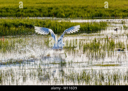 Höckerschwan aus dem Wasser nehmen in einem See Stockfoto