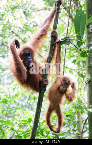 Orang-utan-Mutter und ihr Baby an einem Zweig, Gungung Leuser Nationalpark, Indonesien, Sumatra. Stockfoto