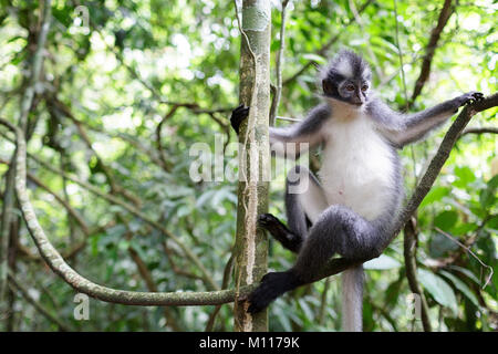 Thomas' Langur (jugendsportlern thomasi), Thomas Blatt Affe, im Gunung Leuser Nationalpark, Sumatra, Indonesien. Stockfoto