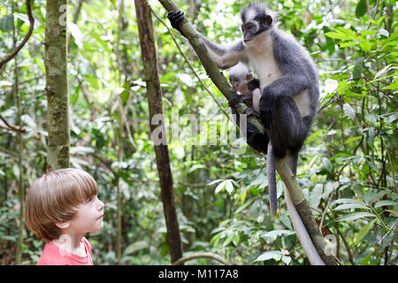 Junge westliche Junge nahe stehend und auf weibliche Thomas Blatt Affe mit ihrem Baby im Gunung Leuser Nationalpark, Sumatra, Indonesien. Stockfoto