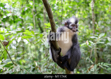 Thomas' Langur (jugendsportlern thomasi), Thomas Blatt Affe, im Gunung Leuser Nationalpark, Sumatra, Indonesien. Stockfoto