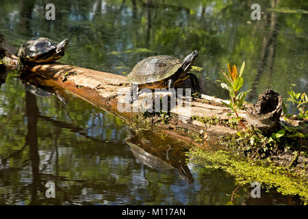 NC-01462-00... NORTH CAROLINA- Schildkröten, (yellowbelly Schieberegler (TRACHEMYS SCRIPTA scripta)] in einem in Kaufleute Mühlteich State Park anmelden. Stockfoto