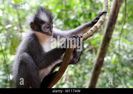 Thomas' Langur (jugendsportlern thomasi), Thomas Blatt Affe, im Gunung Leuser Nationalpark, Sumatra, Indonesien. Stockfoto