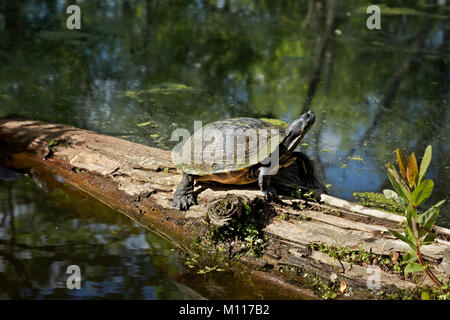 NC-01463-00... NORTH CAROLINA- Schildkröte, (yellowbelly Schieberegler (TRACHEMYS SCRIPTA scripta)] in einem in Kaufleute Mühlteich State Park anmelden. Stockfoto