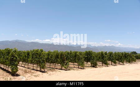 Simondium in der Nähe von Paarl Western Cape Südafrika. Circa 2017. Weinberg des Babylonstoren Wine Estate. Stockfoto