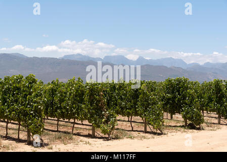 Simondium in der Nähe von Paarl Western Cape Südafrika. Circa 2017. Weinberg des Babylonstoren Wine Estate. Stockfoto