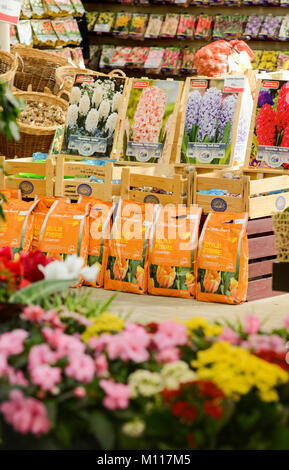 Pakete der Blumenzwiebeln auf Verkauf in einem Gartencenter, Großbritannien Stockfoto