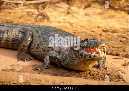 Alligator am Ufer des Tres Irmãos Fluss, Pantanal von Mato Grosso, Brasilien Stockfoto