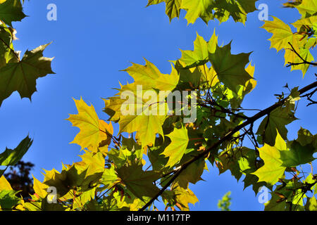Ahorn Blätter closeup auf blauer Himmel, strahlende Sonne beleuchtet Stockfoto