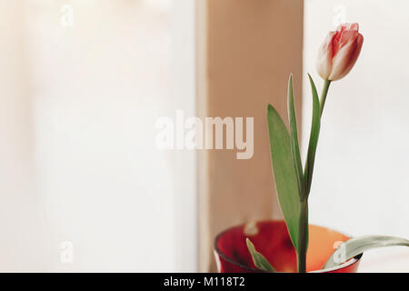 Schöne rosa Tulpen in der Vase am Fenster in sanften Morgenlicht in Home. Ausschreibung der Frühling Blumen mit Platz für Text. Hallo Frühling Stockfoto