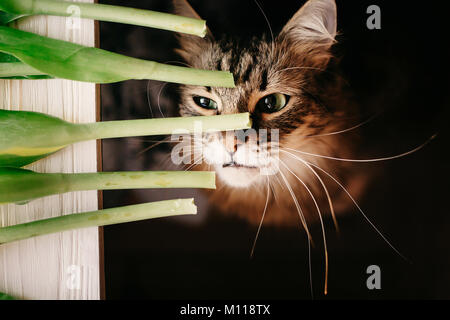 Cat duftende grüne Pflanze, mit großen schnurrhaare. schöne Katze mit lustigen Emotionen und tolle Augen Blick auf Schaft auf schwarzem Hintergrund. Platz für Text. fre Stockfoto