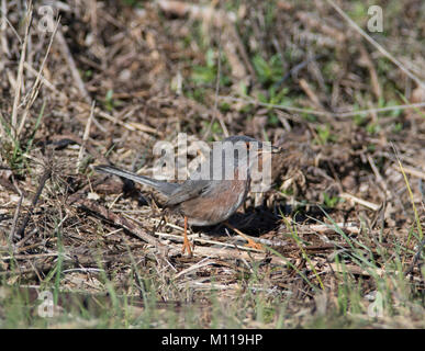 Dartford Warbler Sylvia undata Essen eine Spinne auf dem Boden in der Algarve, Portugal Stockfoto