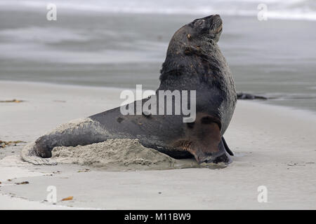 Hooker's (Neuseeland), Phocarctos hookeri, Sea Lion Stockfoto