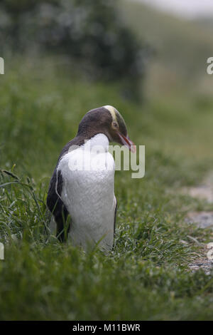 Yellow-eyed Pinguin, Megadyptes antipodes Stockfoto