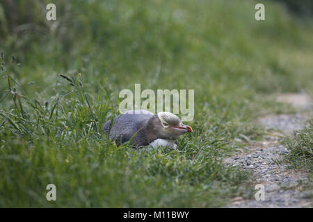 Yellow-eyed Pinguin, Megadyptes antipodes Stockfoto