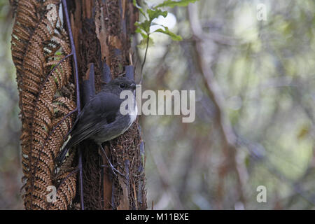 South Island Robin, Petroica australis raikiura, Stewart Island form Stockfoto