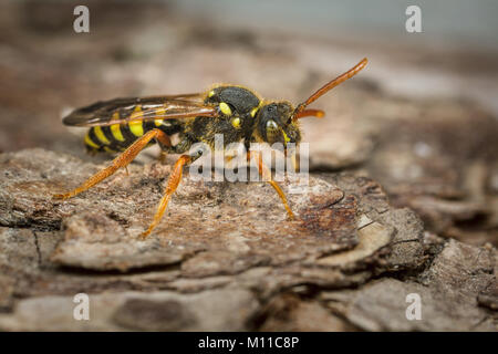 Eine weibliche Gooden Nomad Bee - Nomada goodeniana - auf ein Stück Rinde. Dies ist Cuckoo Bee, dass Angriffe die Nester von andrena Bergbau Bienen. Stockfoto