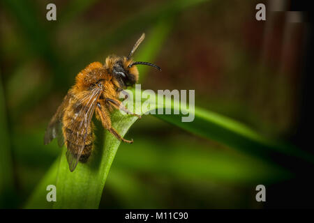 Ein Männchen Andrena nigroaenea Bergbau Biene ruht auf einem Blatt. Stockfoto