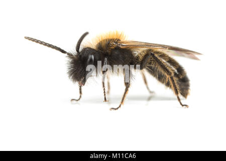 Ein Männchen Andrena bicolor Bergbau - Biene auf weißem Hintergrund Stockfoto