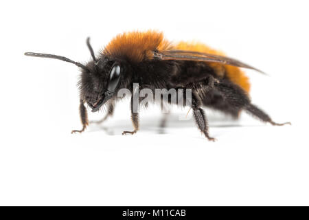 Weibchen Andrena fulva Tawny Bergbau Biene auf einem weißen Hintergrund. Stockfoto