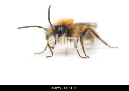 Ein Männchen Andrena fulva Tawny Bergbau Biene auf einem weißen Hintergrund. Stockfoto
