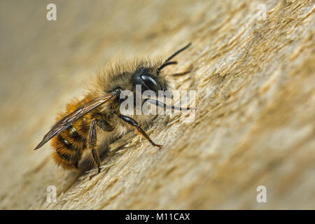 Stecker, rot Mason Bee (Osmia Bicornis) Stockfoto