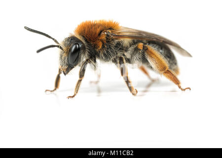 Stecker, rot Mason Bee (Osmia Bicornis) Stockfoto