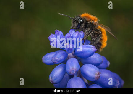 Stecker, rot Mason Bee (Osmia Bicornis) Stockfoto