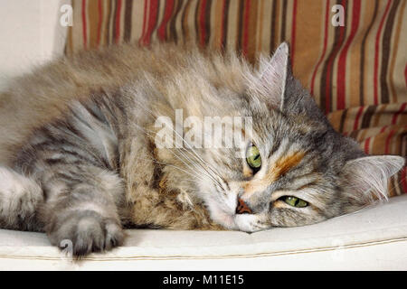 Sibirische Katze legte sich auf ein Sofa. Stockfoto