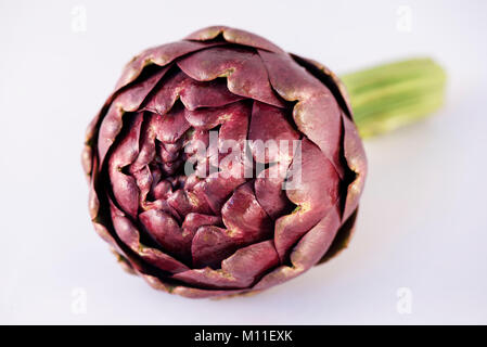 Römische Artischocke (Cynara Scolymus) auf weißem Hintergrund, Carciofi Romaneschi, Roma, Italia Stockfoto