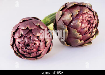 Römische Artischocke (Cynara Scolymus) auf weißem Hintergrund, Carciofi Romaneschi, Roma, Italia Stockfoto