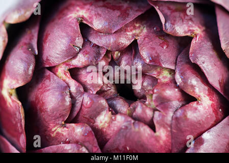 Römische Artischocke (Cynara Scolymus) auf weißem Hintergrund, Carciofi Romaneschi, Roma, Italia Stockfoto