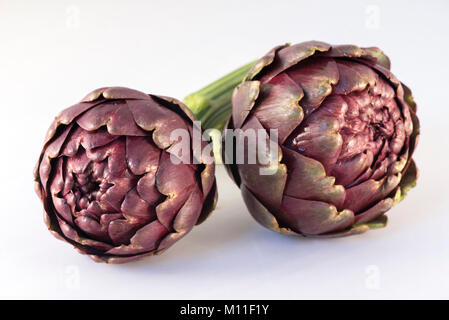 Römische Artischocke (Cynara Scolymus) auf weißem Hintergrund, Carciofi Romaneschi, Roma, Italia Stockfoto