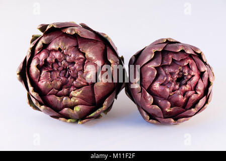 Römische Artischocke (Cynara Scolymus) auf weißem Hintergrund, Carciofi Romaneschi, Roma, Italia Stockfoto