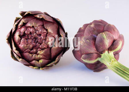 Römische Artischocke (Cynara Scolymus) auf weißem Hintergrund, Carciofi Romaneschi, Roma, Italia Stockfoto