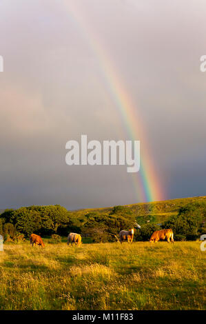 Rinder grasen auf einer Wiese im County Donegal, Irland mit Regenbogen Stockfoto