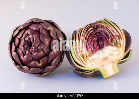 Römische Artischocke (Cynara Scolymus) auf weißem Hintergrund, Carciofi Romaneschi, Roma, Italia Stockfoto