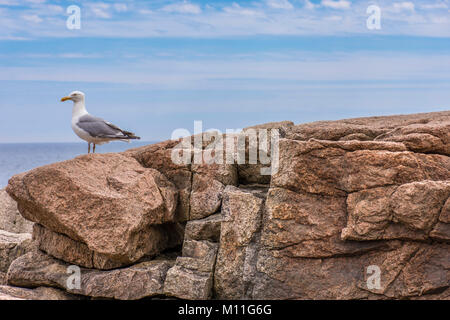 Eine Möwe thront auf einem Felsvorsprung in Acadia National Park in Maine in den Vereinigten Staaten mit Blick auf das Meer und Himmel sichtbar Stockfoto